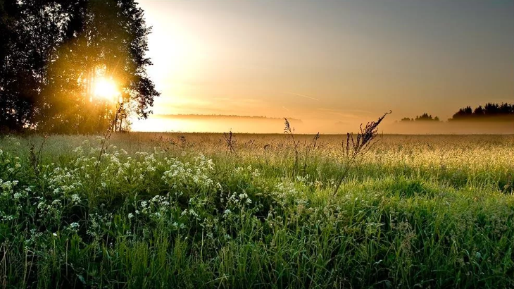 Звуки лесной природы - Легкий ветер сквозь цветы ✦ Звуки леса и пение птиц ✦ Relax Sleep смотреть онлайн