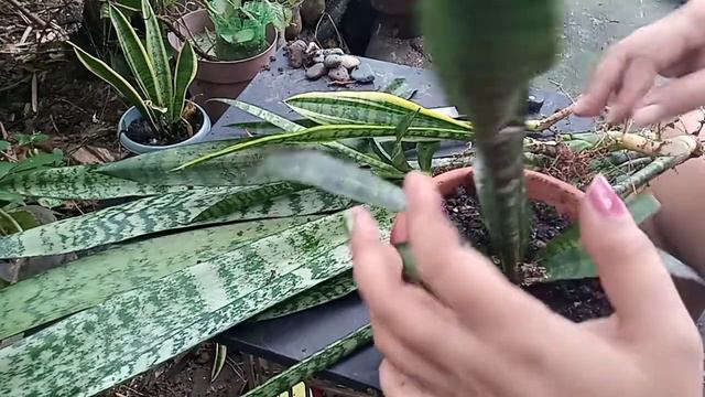 Snake plant propagation part 1 смотреть онлайн