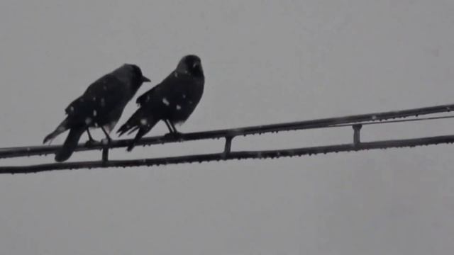 Jackdaws Галки 寒鴉 Dohlen ジャックドー Choucas 갈까마귀 Grajillas SONY FDR-AXP55 Handycam TEST ziminvideo смотреть онлайн