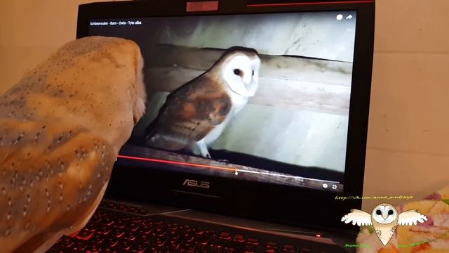 Буса изучает сородичей смотреть онлайн