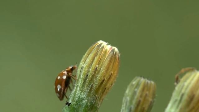 Coccinellidae / Uğurböcekleri смотреть онлайн
