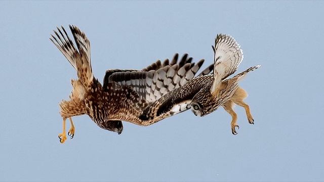 Киргизская народная сказка "Ястреб и сова" смотреть онлайн