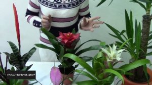 Бромелиевые / Гузмания, риезия, тиланус уход в домашних условиях
