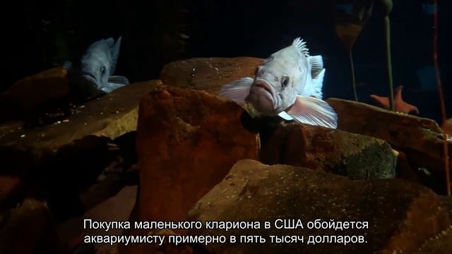 Самые дорогие аквариумные рыбки смотреть онлайн