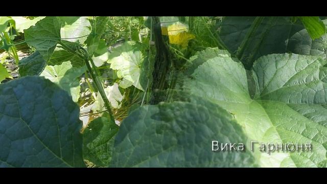 Огурец Китайские палочки F1 смотреть онлайн