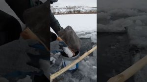 Быстрый способ намыть добыть наловить много мотыля зимой на струну.