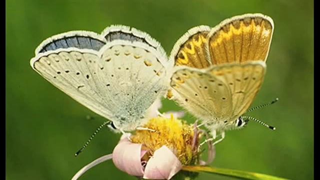 Игорь Рахчеев "Четыре клена" смотреть онлайн