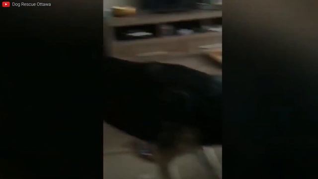 On The Verge of Disaster: Dog Attacks смотреть онлайн