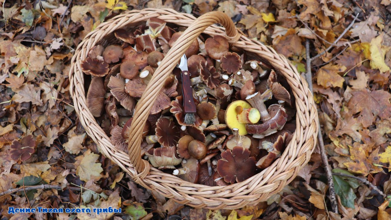 Боровик сетчатый и осенний опёнок толстоногий смотреть онлайн