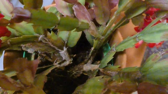 Cactus Di Natale (Natalina) - Schlumbergera In Flower