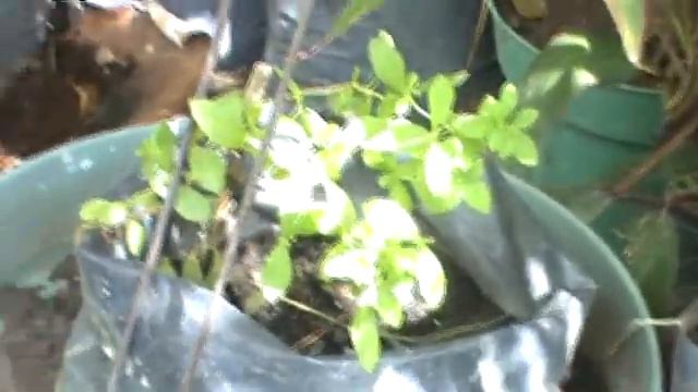 Stevia in Culiacan Sinaloa Mexico ka' he' english HOLISTIC GARDENING 2 смотреть онлайн
