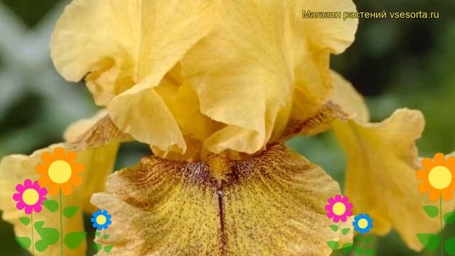 Ирис германский Десерт Эхо. Краткий обзор, описание характеристик iris germanica Desert Echo смотреть онлайн