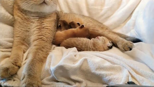 Новорожденные Котята смотреть онлайн