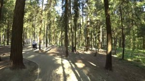 ПРОБЕЖКА ПО ЛЕСУ