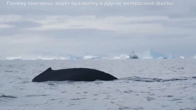 ДвК 20 января 2021 г. Сегодня День осведомленности о пингвинах смотреть онлайн