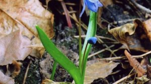 " Подснежник " - П. Соловьева