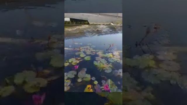 Memories float смотреть онлайн