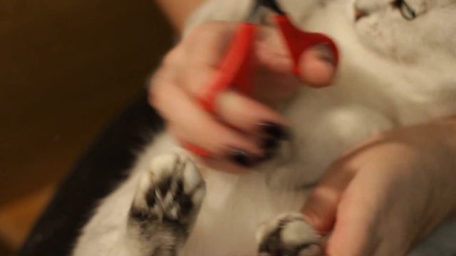 Как подстричь когти кошке / How to cut claws to a cat смотреть онлайн