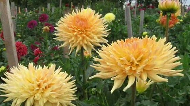 Коллекция георгин 2019 Кактусы часть 2 смотреть онлайн