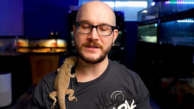 My Worst Pets? Ranking All My Pets | Reptile Tier List смотреть онлайн