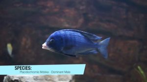 Placidochromis Phenochilus Mdoka aka «White Lips» - Cichlidspecies.com