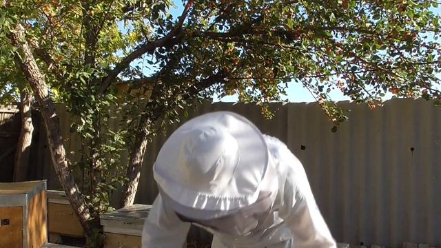 Две матки в улье.Собрал семью с двумя матками в зиму.