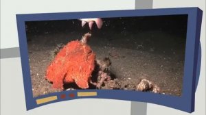 Спасатель Рифа- Братья Кратт: Зов Природы. Новая серия. Канал Детишки