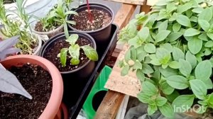 Петуния AMORE Fiesta Аморе Фиеста Не боимся! Делаем!