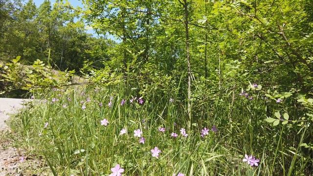 DJI Osmo Pocket. 4К 60fps. 14.05.2019 Алушта, Республика Крым смотреть онлайн