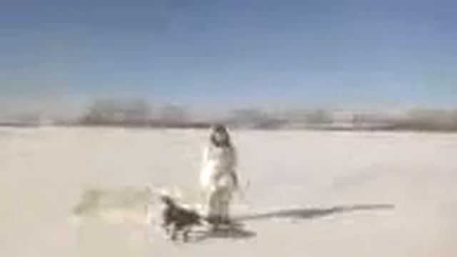 Заяц дежурный смотреть онлайн