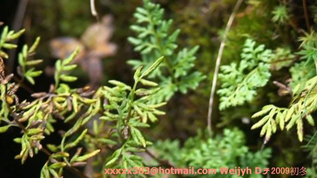 [Taiwan Ferns010]高山珠蕨Cryptogramma brunoniana Wall. ex. Hook. Et Grev.. смотреть онлайн