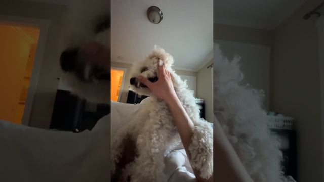 FIERCEST DOG EVER | This Dog Tried to Kill Me смотреть онлайн