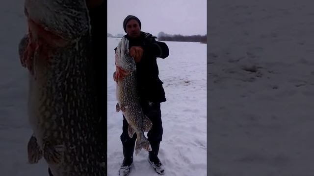 Рогачевец поймал щуку длиной 1,15 метра и весом почти 24 килограмма смотреть онлайн