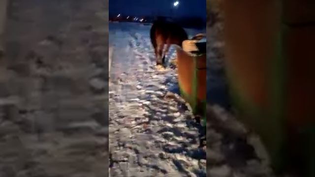 В Вольске кони едят на мусорке смотреть онлайн