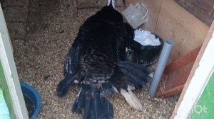 Спаривание индюков. Видео 18+❗❗❗