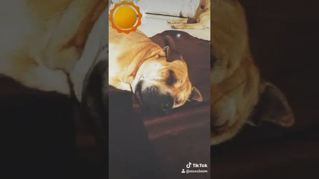 Я на солнышке лежу и на солнышко гляжу смотреть онлайн