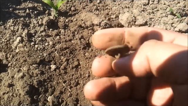 Видео коп с металлоискателем по старине № 10 ВРПШКИ Петра 1го смотреть онлайн