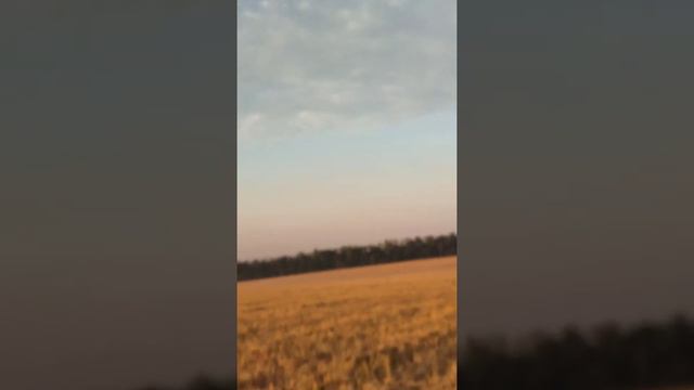охота с хортыми борзыми на косулю смотреть онлайн