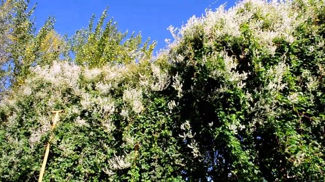 Цветёт горец бальджуанский.25.10.2022 смотреть онлайн