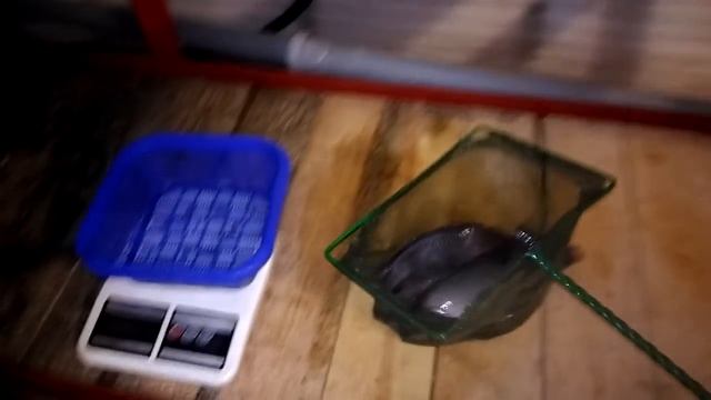 Тиляпия 7 месяцев! Tilapia 7 Months