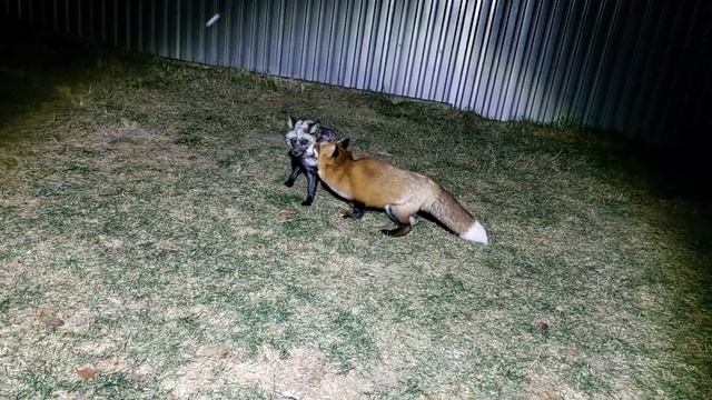 Лисья борьба на замёрзшем ринге смотреть онлайн