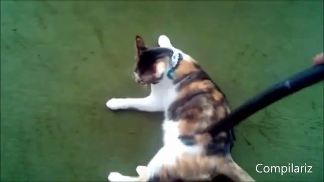 Кошачьи приколы. смотреть онлайн