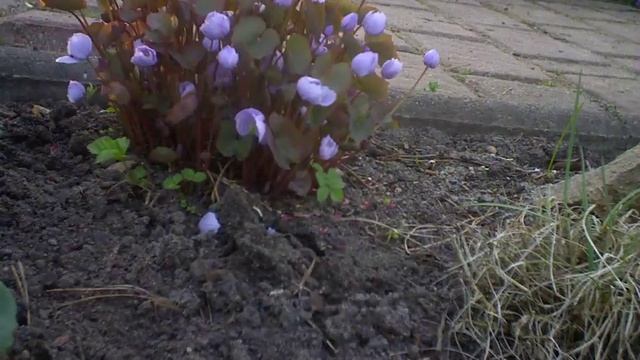 Blüte Jeffersonia dubia смотреть онлайн
