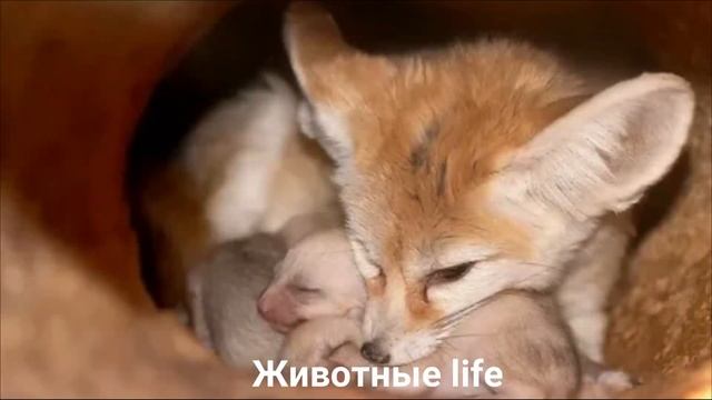 ФЕНЕК?/Животные life/Собаки/Животные/Интересные факты смотреть онлайн