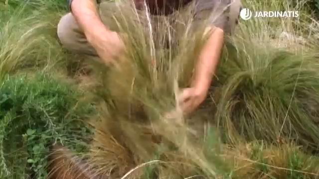 Composición Con Viola Cornuta Pendula - Bricomanía - Jardinatis