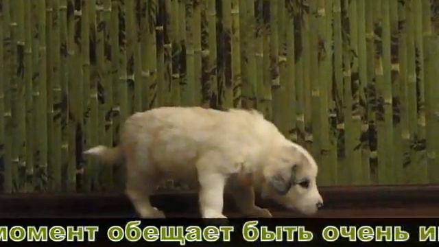YAROSLAV MUDRIY смотреть онлайн
