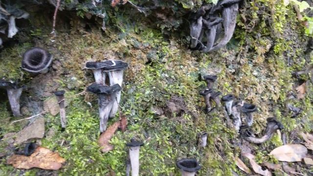 Le trombette dei morti (Craterellus cornucopioides) - Funghi novembre 2022 смотреть онлайн