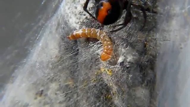 Redback Black Widow Spider (Latrodectus hasselti) смотреть онлайн