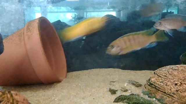 Золотые зебры отдохнули, ждём малька смотреть онлайн