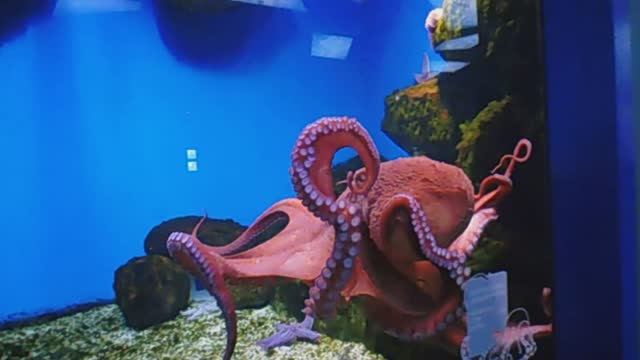 Москвариум, туризм, куда сходить в Москве. смотреть онлайн